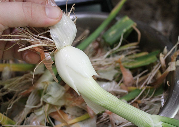 Preparing sweet onion