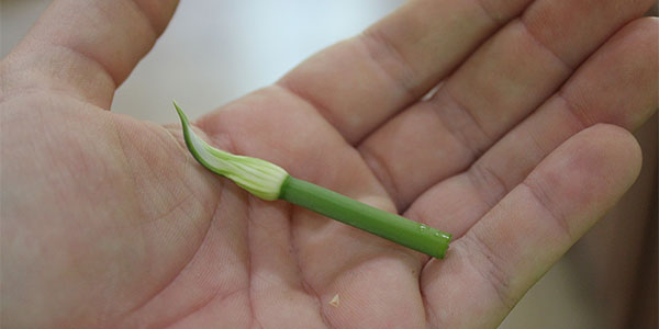 Onion flower bulb