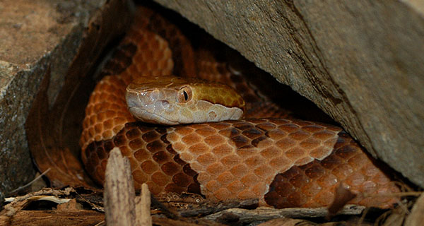 Copperhead snake