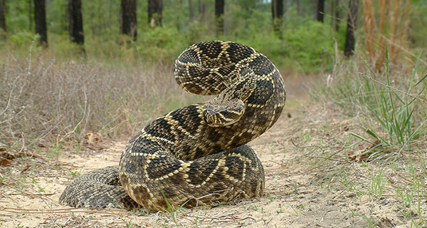 Diamondback Rattlesnake