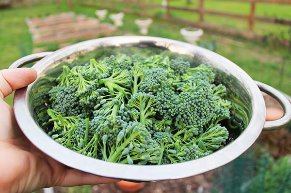 garden-broccoli-harvest