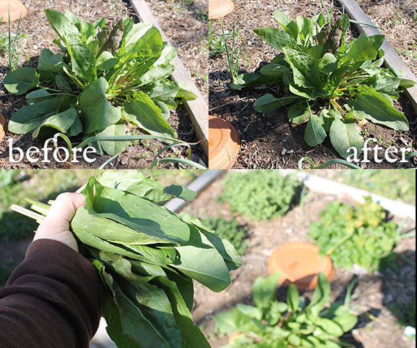 Harvesting garden sorrel