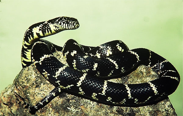 Kingsnake