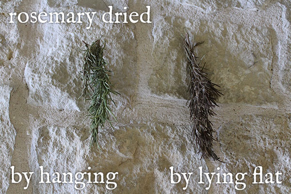 Rosemary dried by lying vs hanging